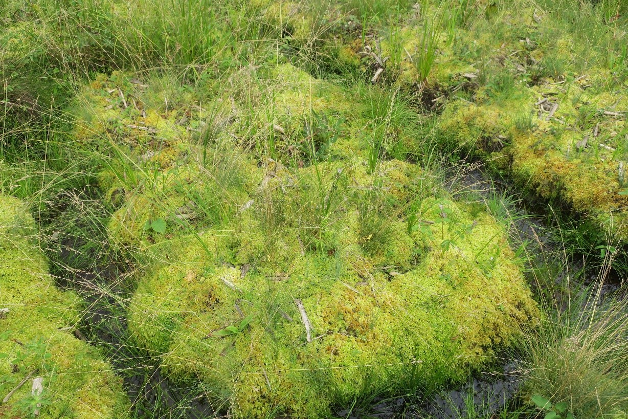 短绒藓做微盆景漂亮美观但是易发黄，短绒藓怎样养得青翠欲滴_苔藓